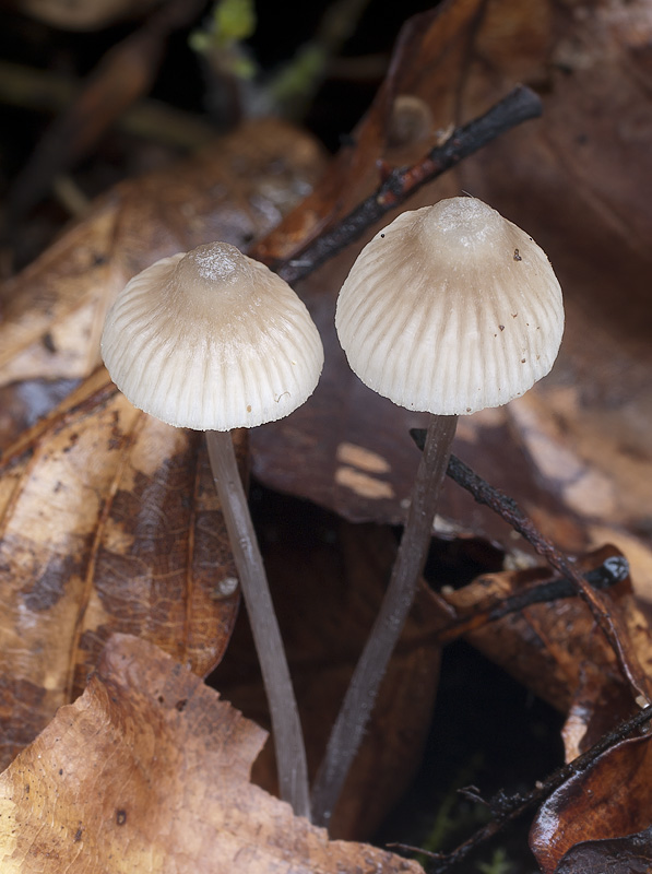 Mycena flavescens